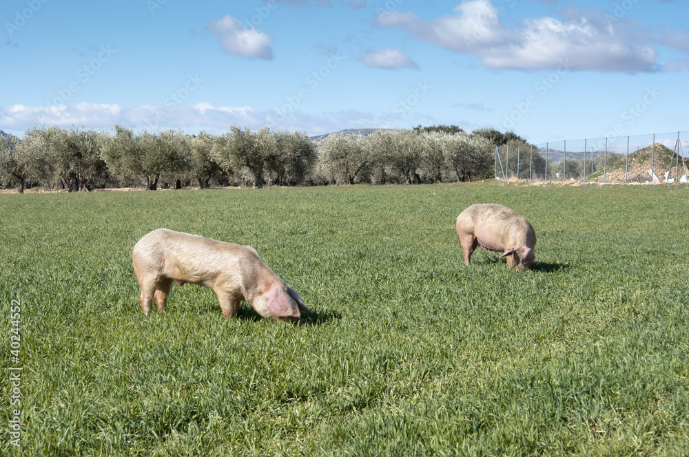 Two pigs grazing in field