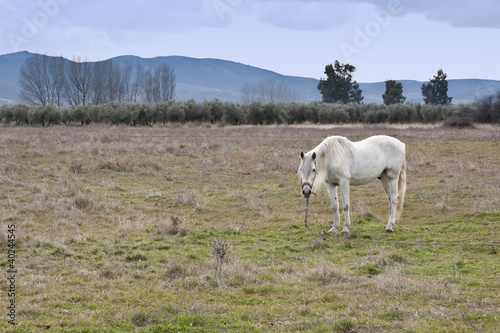 Horse in a rural landscape