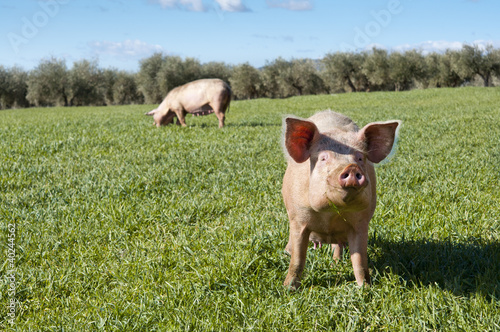 Two pigs grazing in a field