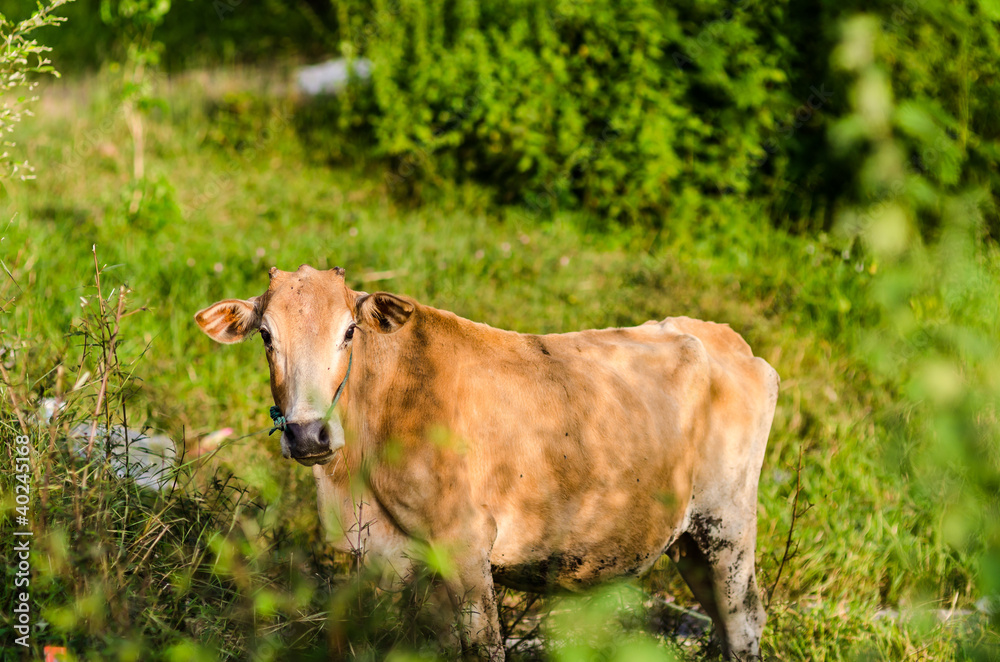 Brown cow on a farmland