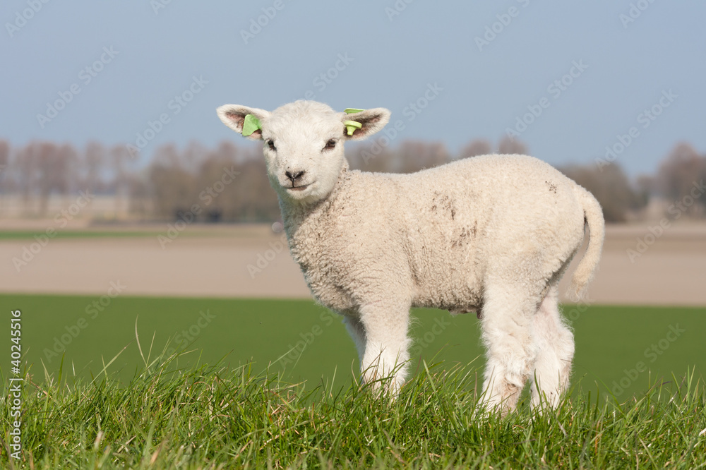 Obraz premium Cute lamb in spring, The Netherlands
