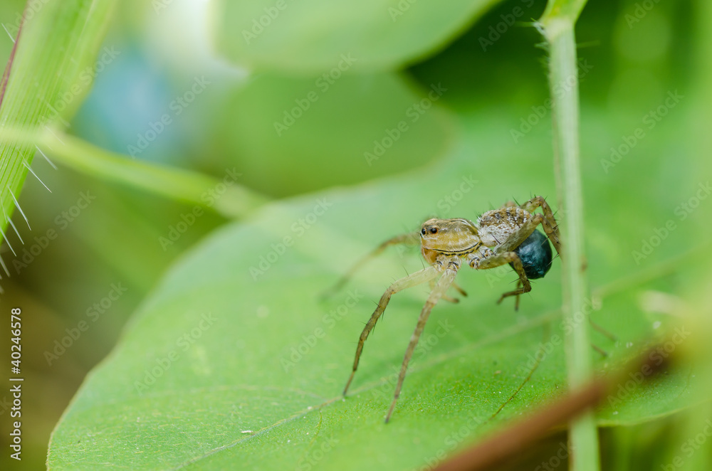 spider macro in nature spider macro in nature