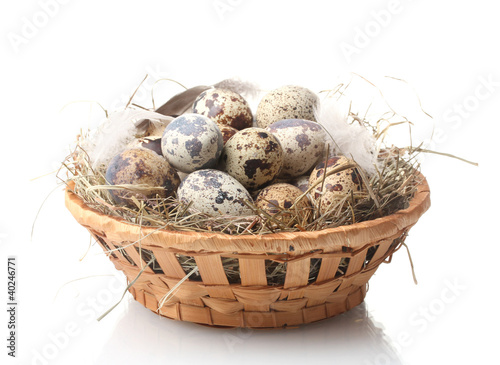 quail eggs in nest isolated on white