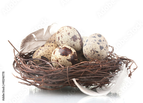 quail eggs in nest isolated on white