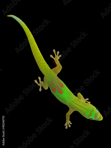 Day gecko isolated on black
