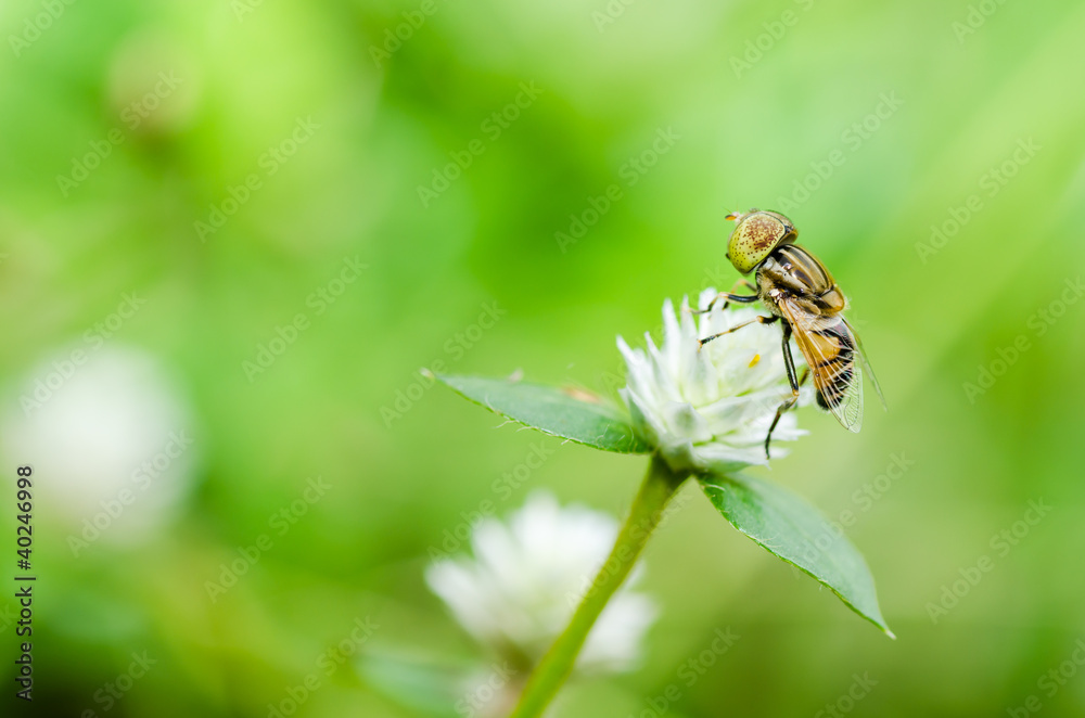 Fruit files or Flower files macro in green nature Fruit files or Flower files macro in green nature