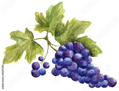 Fotografie Picture - bunch of grapes