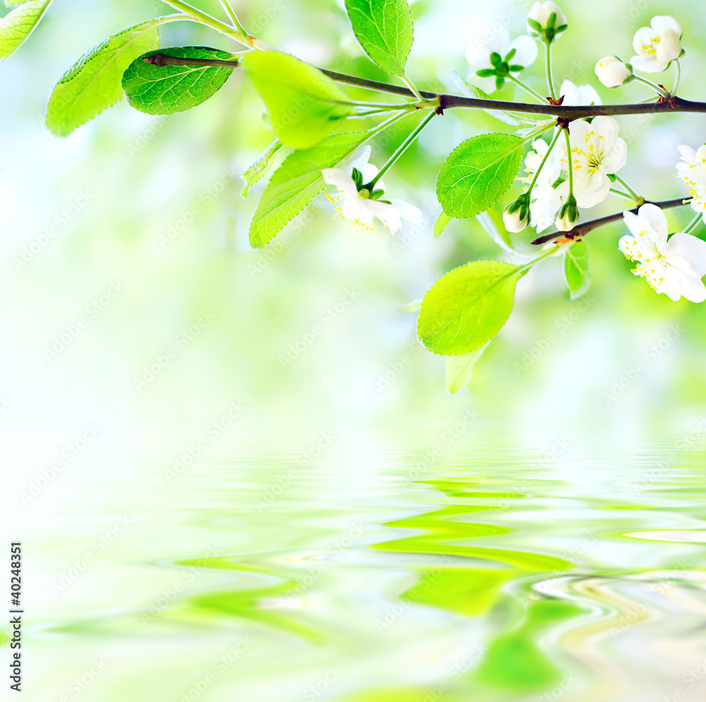 Naklejka premium white spring flowers on branch on water waves
