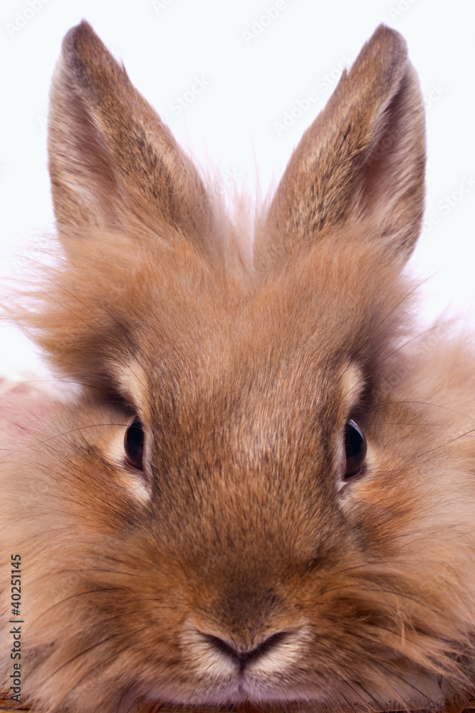 rabbit's portrait rabbit's portrait