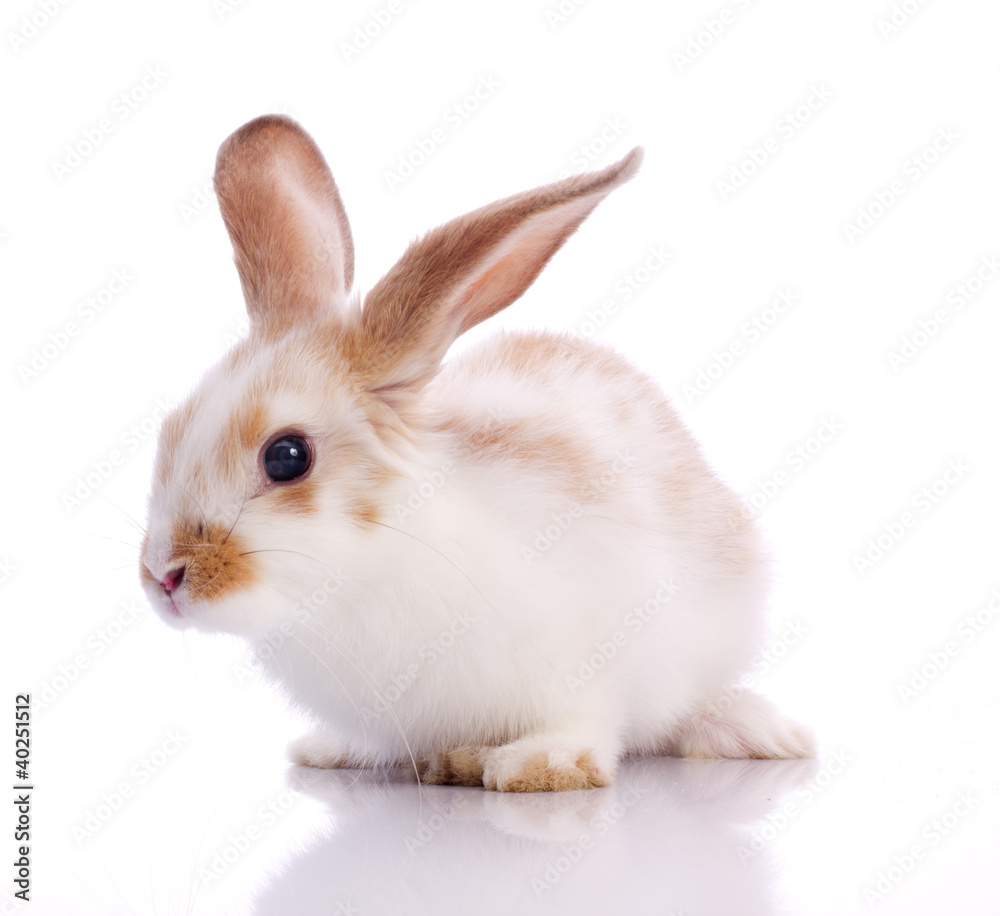 pygmy rabbit