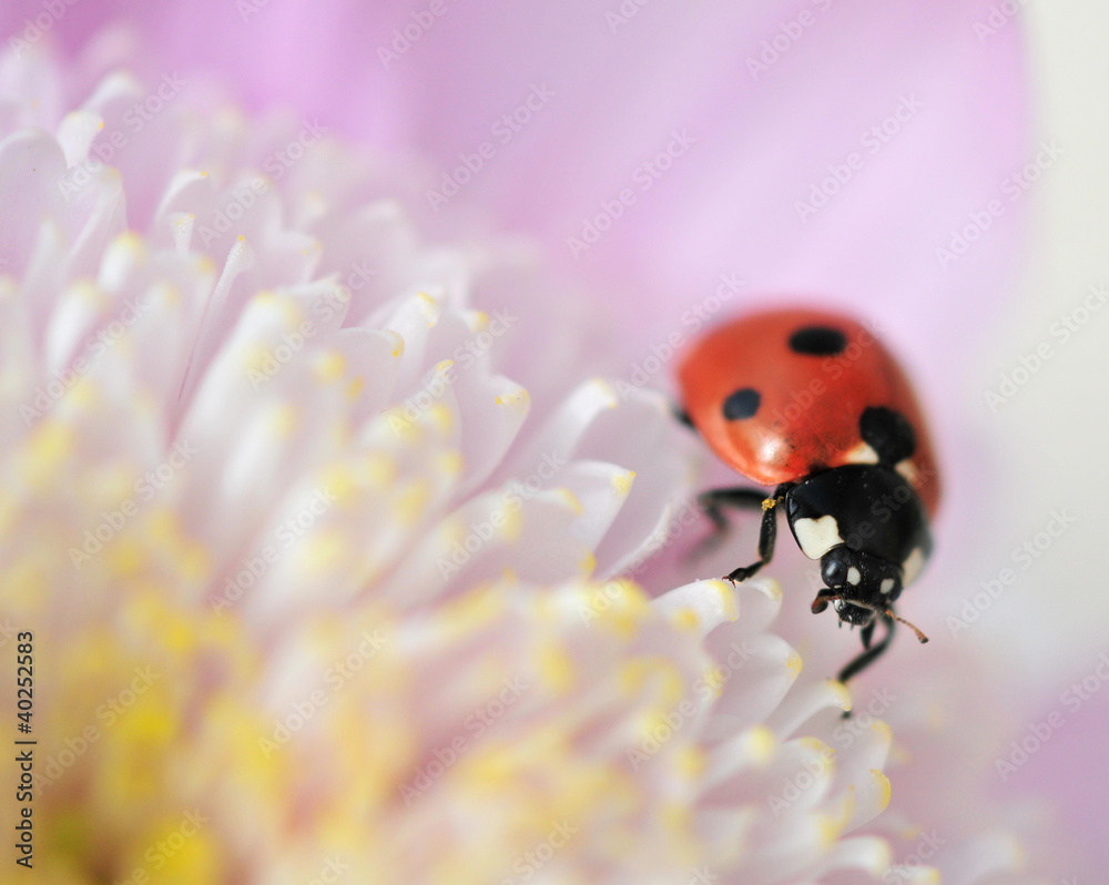 ladybird on pretty flower