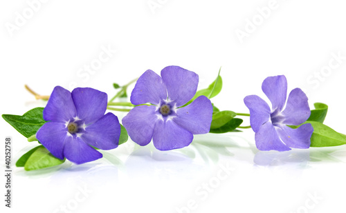Beautiful blue flower isolated on white © Soyka
