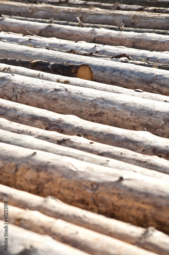 Tree tunks on the rows photo