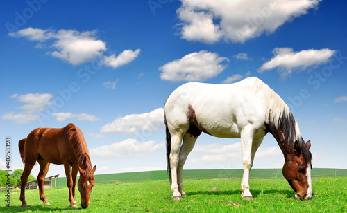 horse in the meadow
