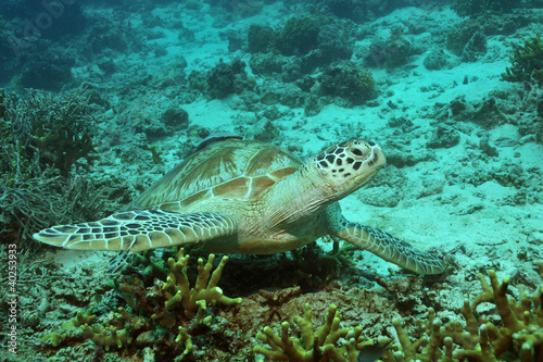 Meeresschildkröte bei den Feuerkorallen