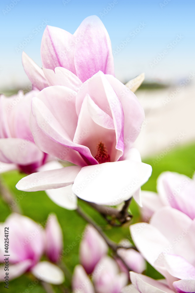 Obraz premium magnolien