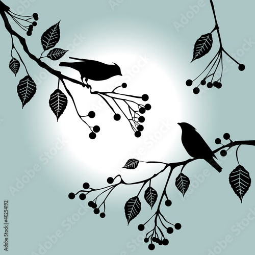Birds on the branch. Summer days.