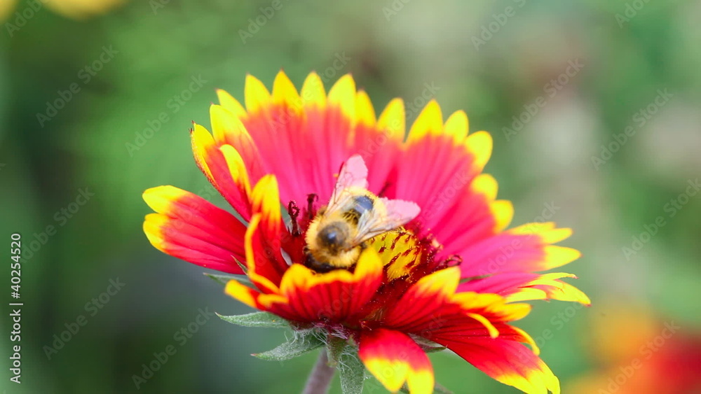 Bumblebee on a flower gailardia. Bumblebee on a flower gailardia.