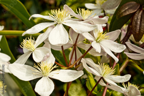 Clematis