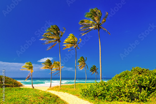Canvas Print The beach in Cuba on a beautiful summer day