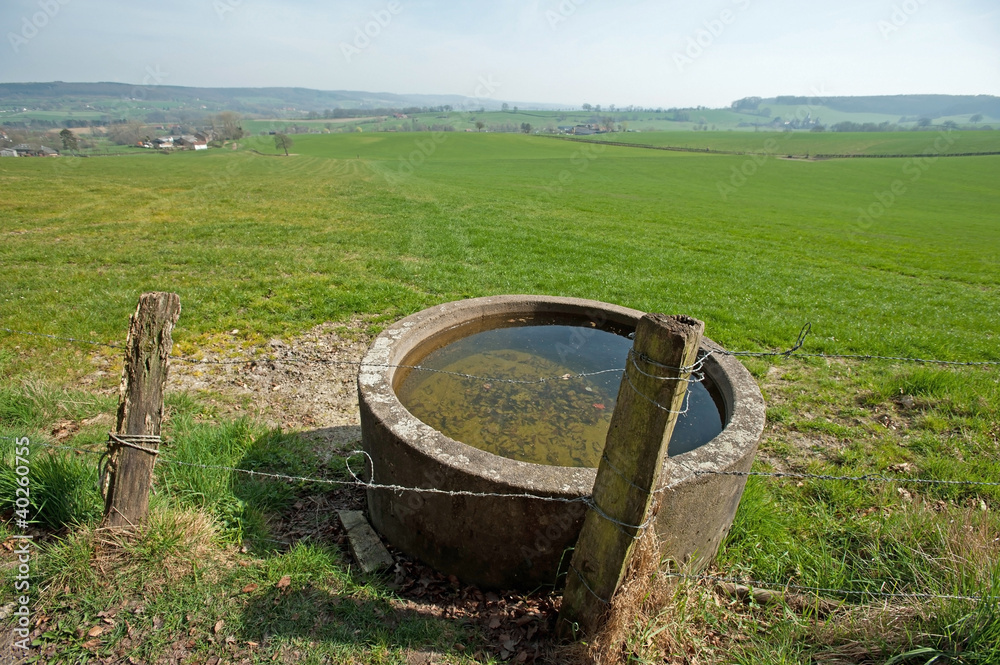 Water for cattle and barbed wire in spring Water for cattle and barbed wire in spring