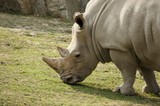 Big rhinoceros in zoological garden