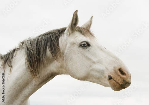 blue eyes horse © kislovas