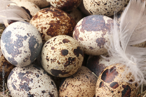 quail eggs in nest isolated on white