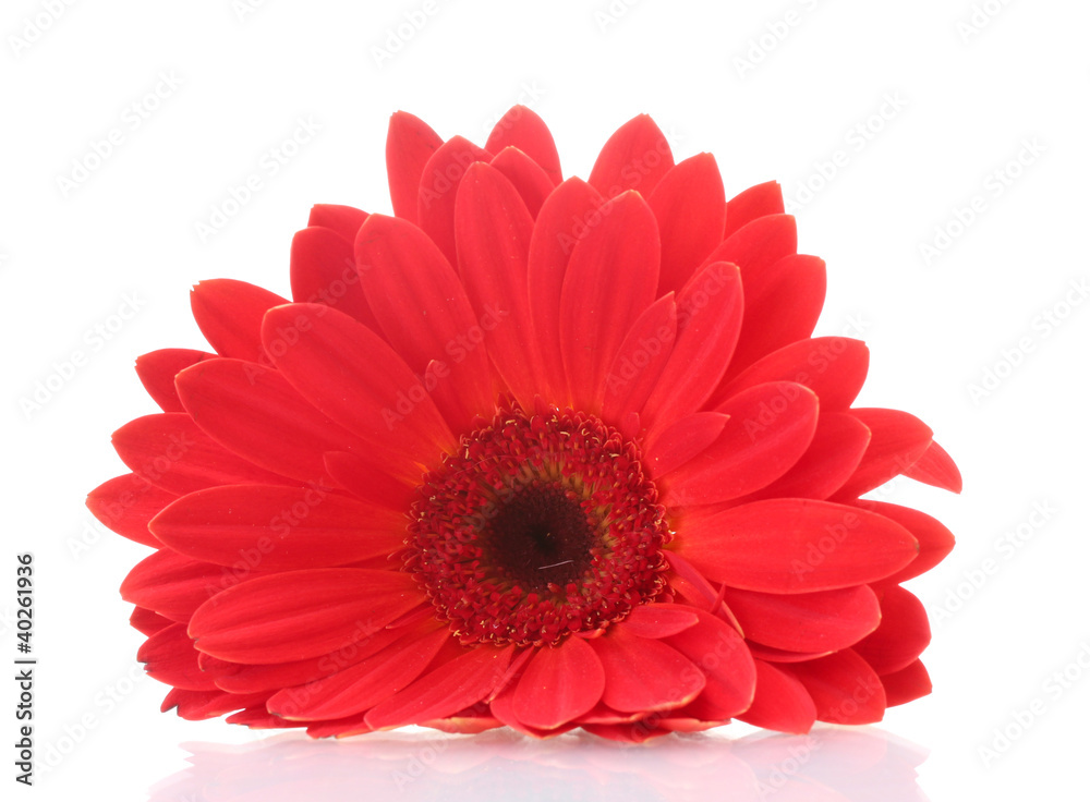 beautiful red gerbera isolated on white