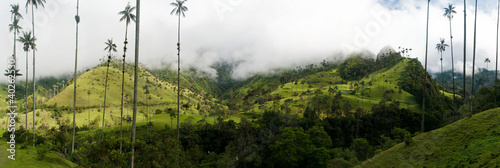 Wax palms near Salento in Colombia photo