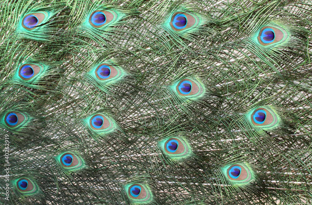 Obraz premium Peacock Feathers