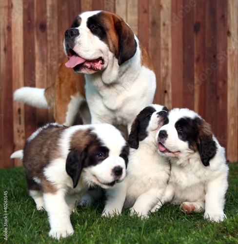 Adorable Saint Bernard Pups