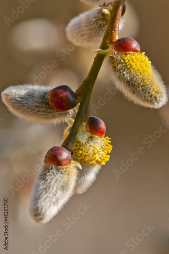 blooming willow