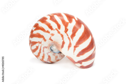 Sea Shell on white background