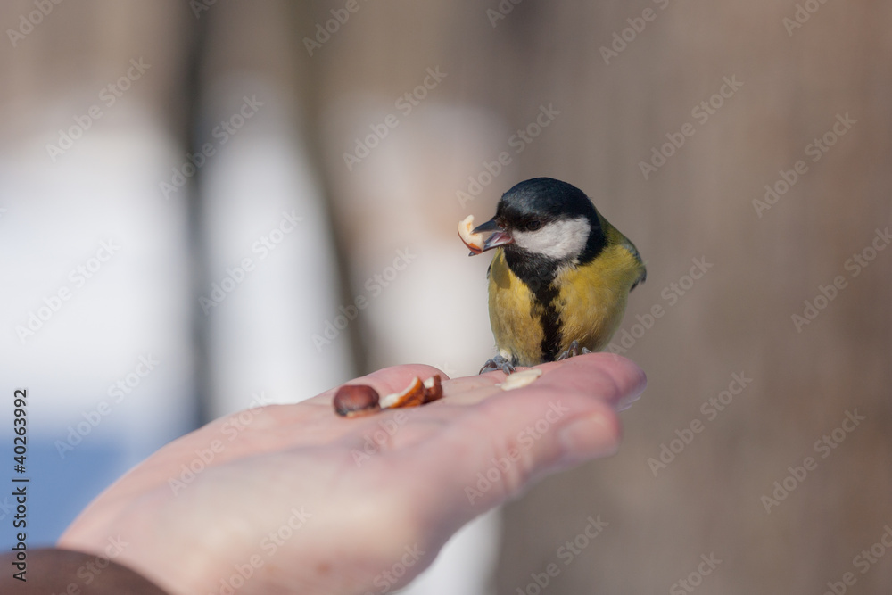 Obraz premium the titmouse eats nuts