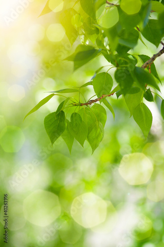 Green leaves background #40263916
