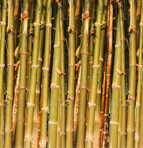 Green bamboo closes     up .