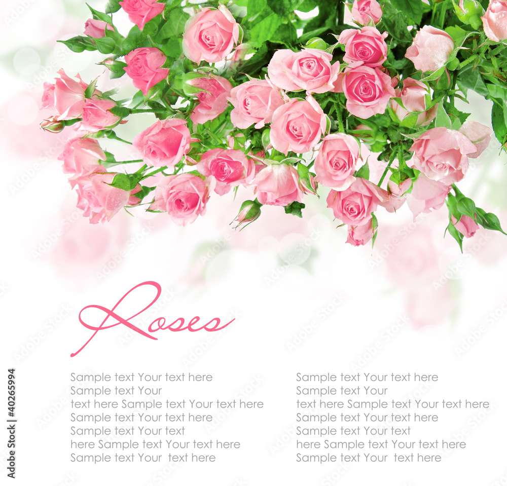 Pink roses postcard design