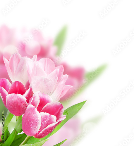 Tulip flowers isolated on white