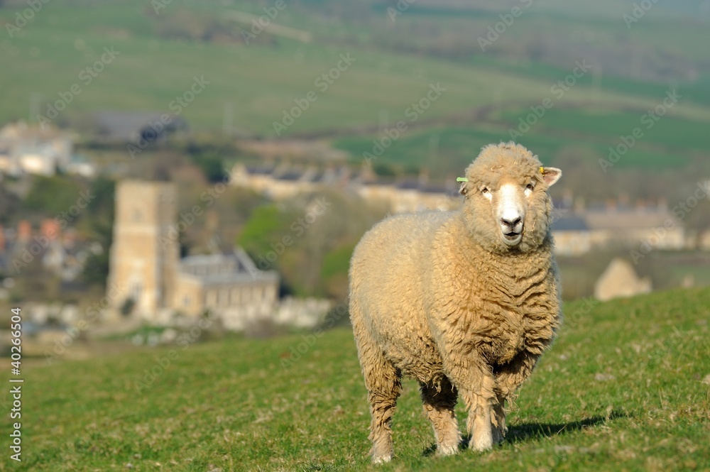 Sheep on a hilltop in Abbotsbury village Dorset England.