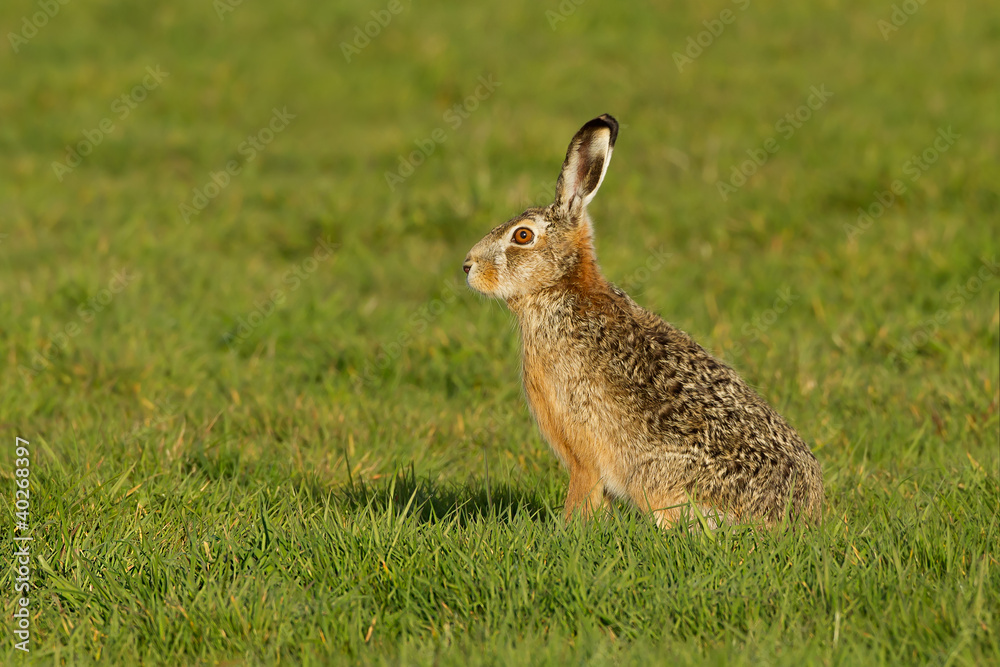 Fototapeta premium Hare in the gras