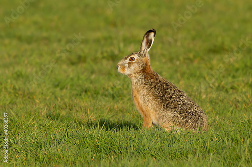 Hare in the gras © Menno Schaefer