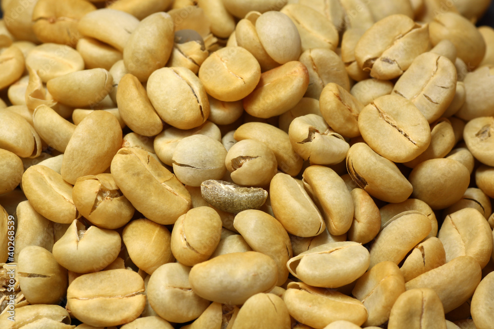 Fresh coffee beans not roast Fresh coffee beans not roast