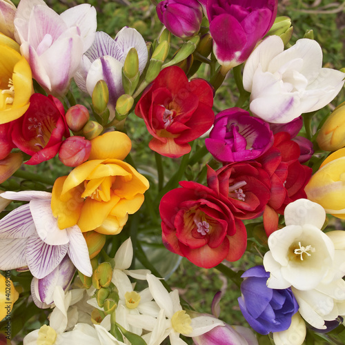 colorful freesia flowers, natural background