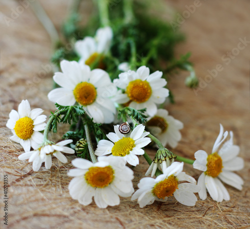 first spring daisies in an old wooden table