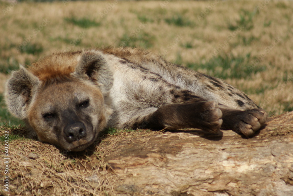 Spotted (laughing) Hyena - Crocuta crocuta Spotted (laughing) Hyena - Crocuta crocuta