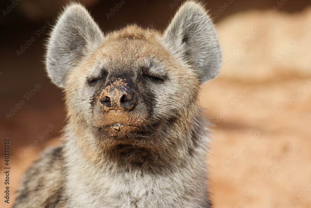 Spotted (laughing) Hyena - Crocuta crocuta Spotted (laughing) Hyena - Crocuta crocuta