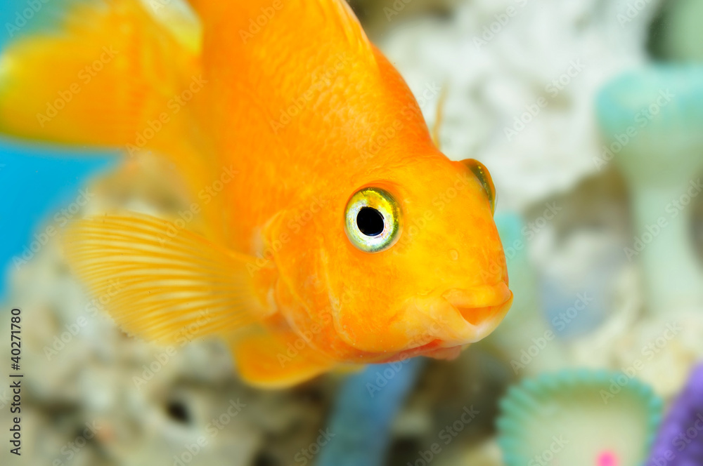 Parrot fish Parrot fish