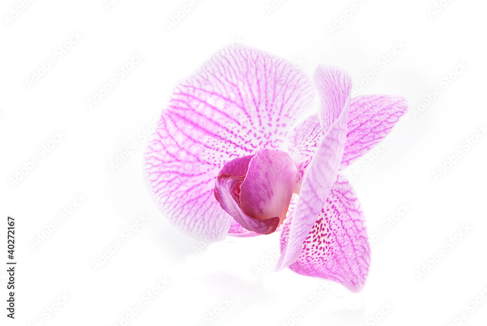 Obraz premium one rosy beautiful orchid isolated on white background