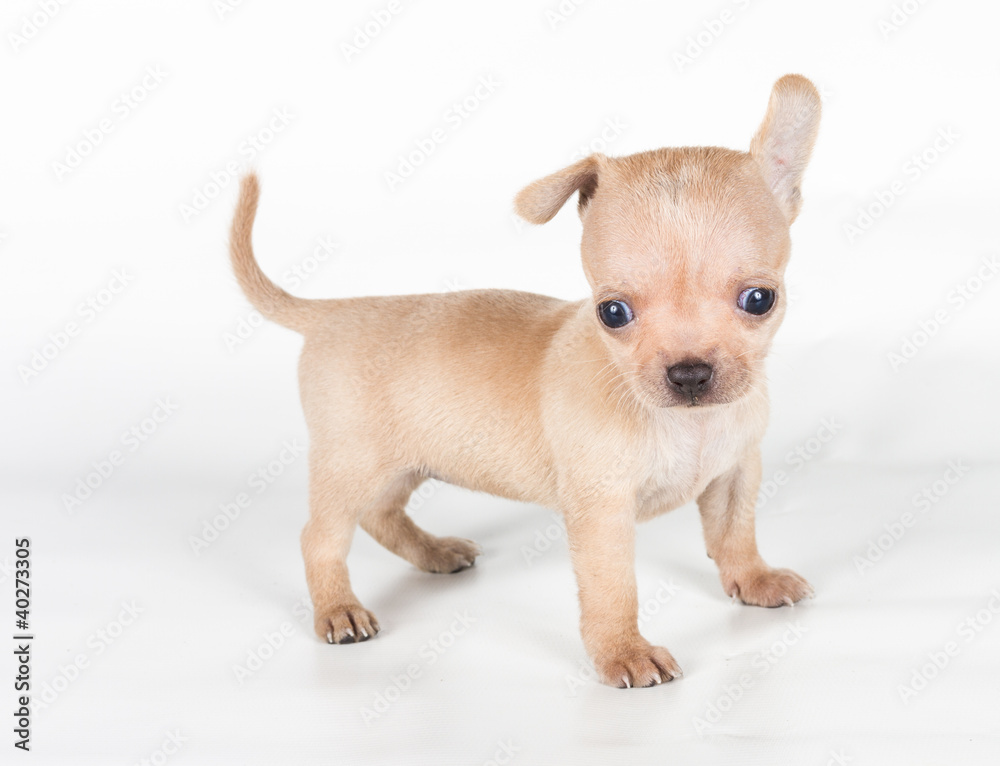 chihuahua puppy in front of a white background chihuahua puppy in front of a white background